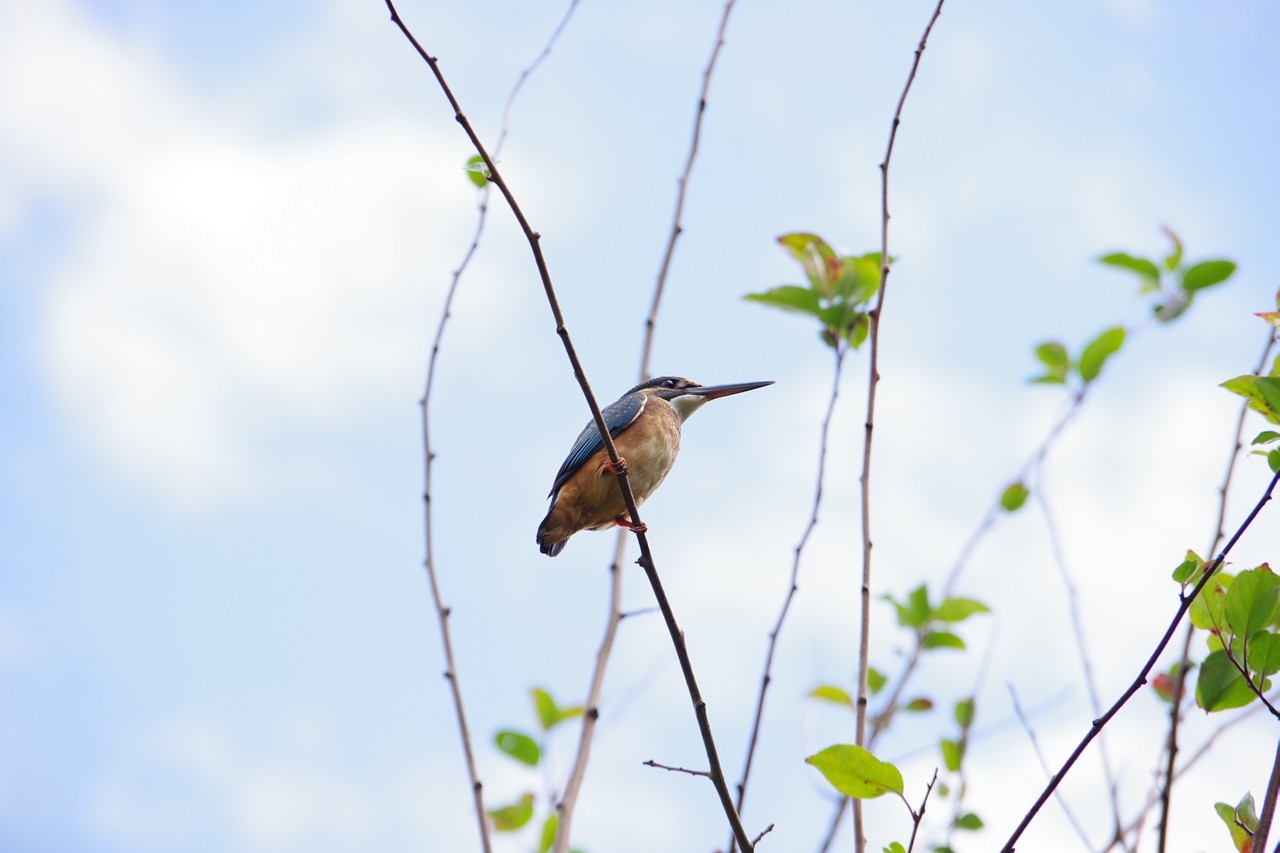 人类，动物，生物等，<br>都依赖于植物而生存